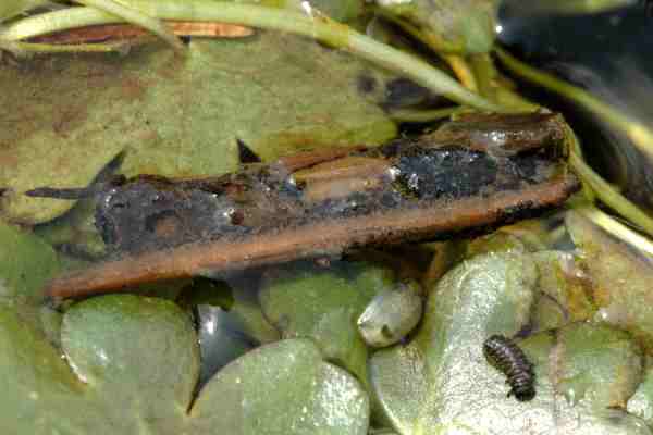Trichoptera, perhaps Chimarra? - Namamyia plutonis - BugGuide.Net