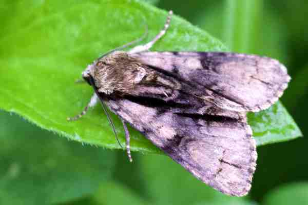 Noctuidae - Acronictinae, Amphipyrinae, Bryophilinae, Cuculliinae ...